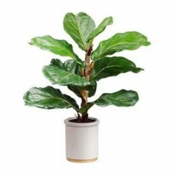 Deals ❤️ Florals & Picks Allstate Floral Fiddle Leaf Plant In Ceramic Pot 🔔