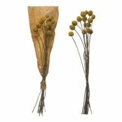 Cheapest 🥰 Florals & Picks Creative Co-Op Dried Natural Craspedia Bunch 🔔