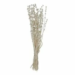 Buy ⭐ Florals & Picks Creative Co-Op Dried Natural Lion's Tail Bunch 😀