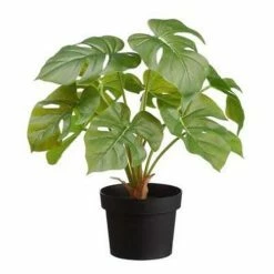 Budget 🎁 Florals & Picks Allstate Floral Monstera Plant In Plastic Pot 👍