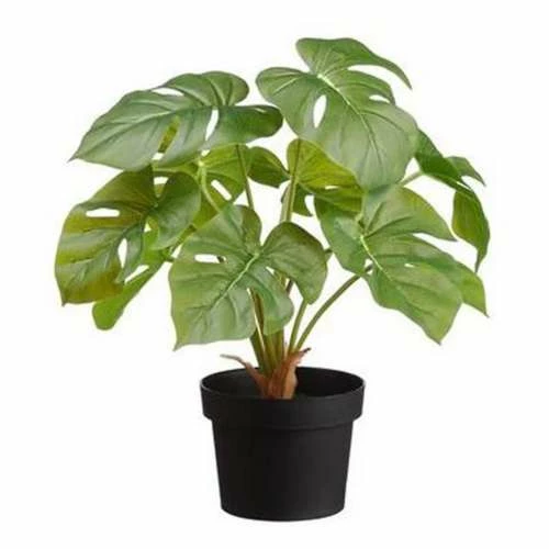 Budget 🎁 Florals & Picks Allstate Floral Monstera Plant In Plastic Pot 👍