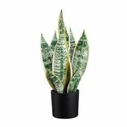Discount ⭐ Florals & Picks Allstate Floral Sansevieria Plant In Pot 👏