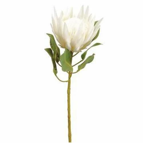 Top 10 โญ Florals & Picks Allstate Floral 29" White King Protea Stem ๐