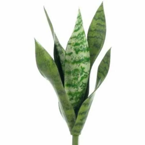 Discount ๐ Florals & Picks Allstate Floral 15.5" ๐ฉ Mother-In-Law's Tongue ๐